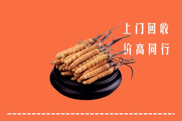 禅城区回收散虫草